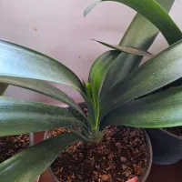 گل خورشیدی|گل و گیاه طبیعی|سنگر, |دیوار