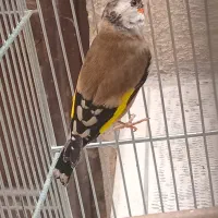 سهره ماده جوجه قفس