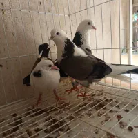 شازده سبز پرشی با جوجه