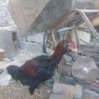 مرغ خروس لاری|حیوانات مزرعه|مهریز, |دیوار