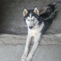 با سلام طوله نژاد هاسگی|سگ|بروجرد, |دیوار