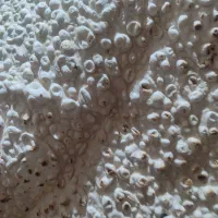 کارگر نانوایی