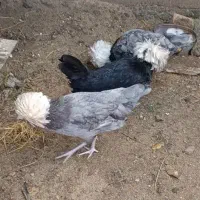 مرغ لهستانی تخم گزار