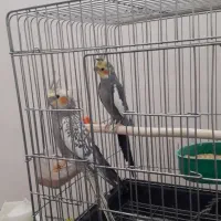 عروس هلندی|پرنده|عجب شیر, |دیوار