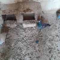 کفتر پاکستانی و پلاکی نر|پرنده|رشتخوار, |دیوار