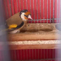 فروش سهره گل بلند جوجه سال