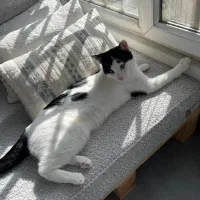 واگذاری رایگان گربه DSH