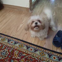 واگذاری ۲عدد سگ خانگی|سگ|تبریز, |دیوار