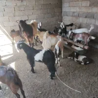 کهره نر و ماده با هم گوشتی