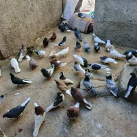 کبوتر|پرنده|رونیز, |دیوار