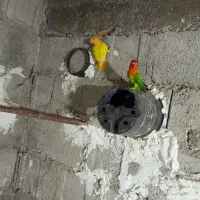 فروش طوطی برزیلی|پرنده|جم, |دیوار