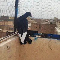 کفتر قره سوری
