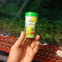 گربه ماهی کت اسپرت ۲۵ سانت|ماهی|مشهد, ایثار|دیوار