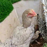 مرغ لاری صابونی