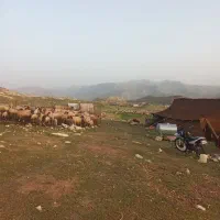 شیربزخالص