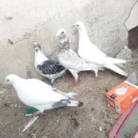 4عدد دوبر|پرنده|اردبیل, |دیوار