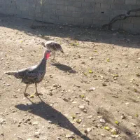 یک جفت بوقلمون ماده|حیوانات مزرعه|رامیان, |دیوار