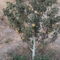 باغ میوه در دستجرد علیا بالاتر از امامزاده اباذر|فروش زمین و ملک کلنگی|قزوین, |دیوار