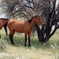 اسب مادیان فروش