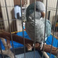 طوطی راهب|پرنده|کرمان, |دیوار