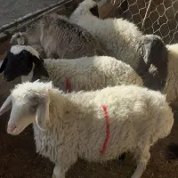 بره ماده سبک  قوچ چاق و  بز چاق|حیوانات مزرعه|سده (خراسان جنوبی), |دیوار