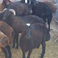 بره  نر چاق|حیوانات مزرعه|تهران, بهارستان|دیوار