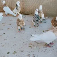 کبوتر|پرنده|مشهد, امام رضا (ع)|دیوار