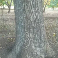 چوب درخت گردو|خدمات باغبانی و درختکاری|خاوه, |دیوار