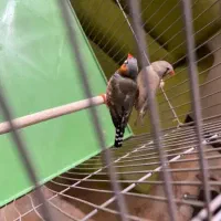 یه جفت مرغ عشق ویک جفت فنچ