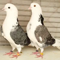 کفتر ۶جفت نرو ماده جواب داده کفتر زحمت کشیده جنس