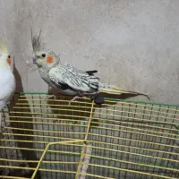 عروس هلندی ماده