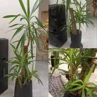 ویزیت گل و گیاه،نگهداری دوره ای،تعویض خاک گلدان|خدمات باغبانی و درختکاری|مشهد, احمدآباد|دیوار