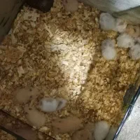 همستر نژاد سوری|موش و خرگوش|بابل, |دیوار