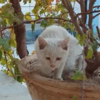 گربه سفید.دم روباهی.دستی و باهوش وقدرت یادگیری