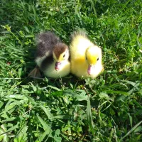 بچه‌اردک‌اسرائیلی ۱۵عدد