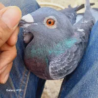 کبوتر تهرانی و لوتی همشون گرفتنی