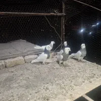 13 عدد پرنده