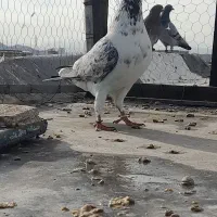 کبوتر گرفتنی بوربوری.حندقی‌.سینماش