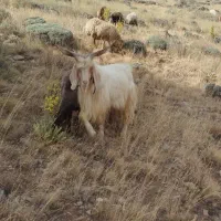 بز‌نر