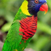 طوطیی به ع ک س د و م دقت بفرمایید