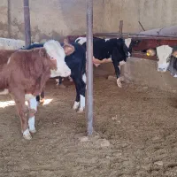 گوساله لاغر|حیوانات مزرعه|طسوج, |دیوار