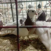 کوتر پرنده فروشی علی لنگری|پرنده|بجنورد, |دیوار