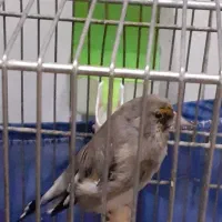 سهره تر کرمانی