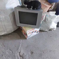 تلویزیون