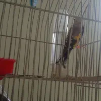 جوجه سیره  تک