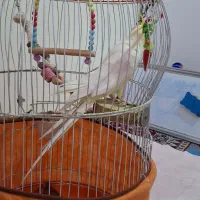 عروس هلندی سخنگو|پرنده|گلستان (تهران), |دیوار