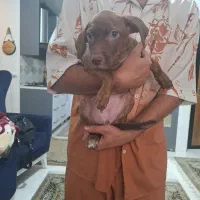 واگزاری توله سه ماهه پیت بول