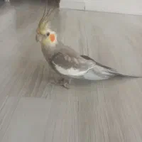 عروس هلندی رام