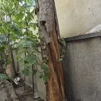 درخت چنار خشک
