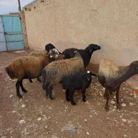 6راس میش جوان شالی آبستن یکیش زاییده|حیوانات مزرعه|قیدار, |دیوار